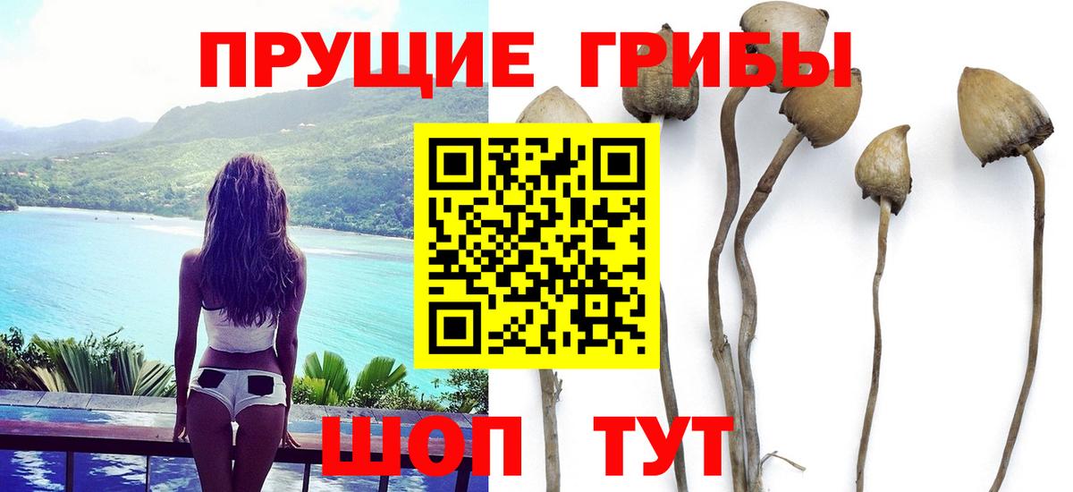 Можга  Псилоцибиновые грибы Psilocybe  Вход с VPN 